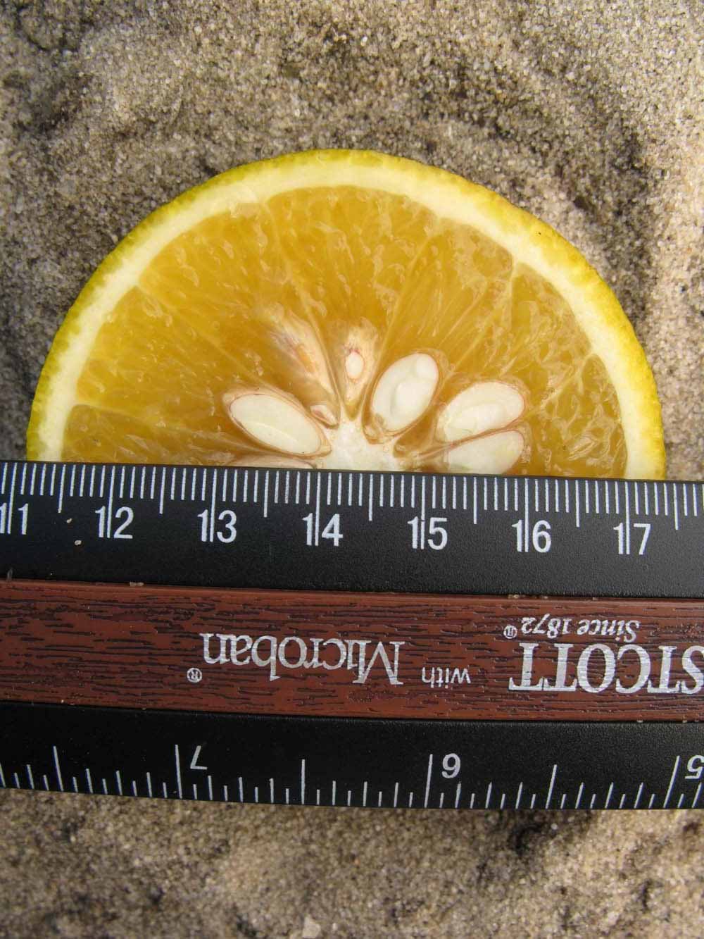            Fruit cross-section (Winter Haven, FL)   